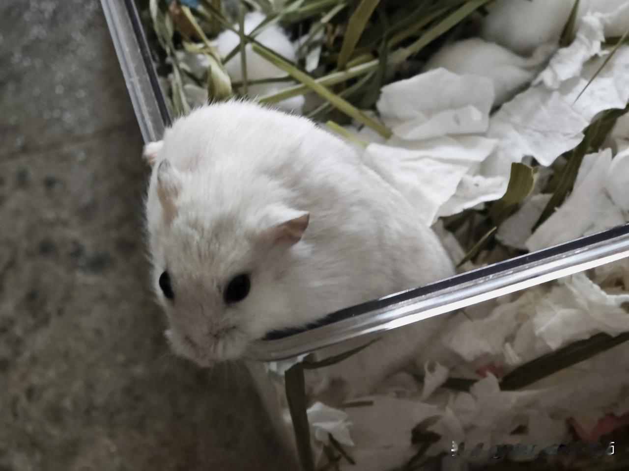 分享我这周有趣的事：家里的小仓鼠又胖了。[大笑]