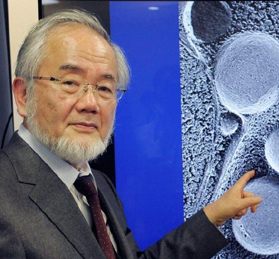 一饿就“吃自己”？日本生物学家大隅良典发现，饿肚子时身体会“吃掉”受损细胞自我清
