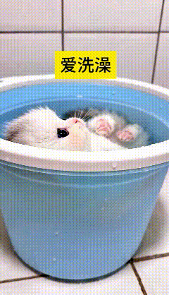 瞅瞅这小奶猫也太招人稀罕了，真是天生爱洗澡的乖宝宝。别家猫咪一沾水就闹腾，它倒好