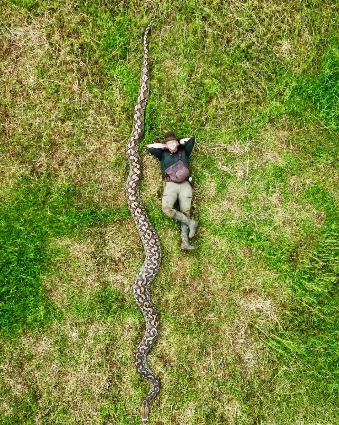 “男爵夫人”（IbuBaron）被正式认定为有史以来测量记录中最长的野生蛇，长