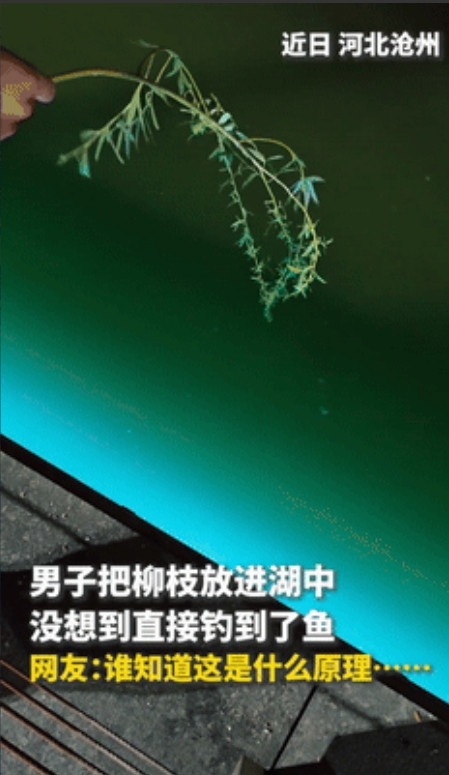 “这条鱼上人民日报了！”河北，男子拿柳条放湖面钓鱼，朋友都笑他，没想到，下一秒竟