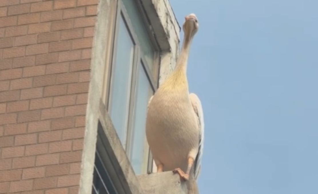 上海野生动物园的鹈鹕“出走”了? 园方: 它胆大贪玩, 目前已返回