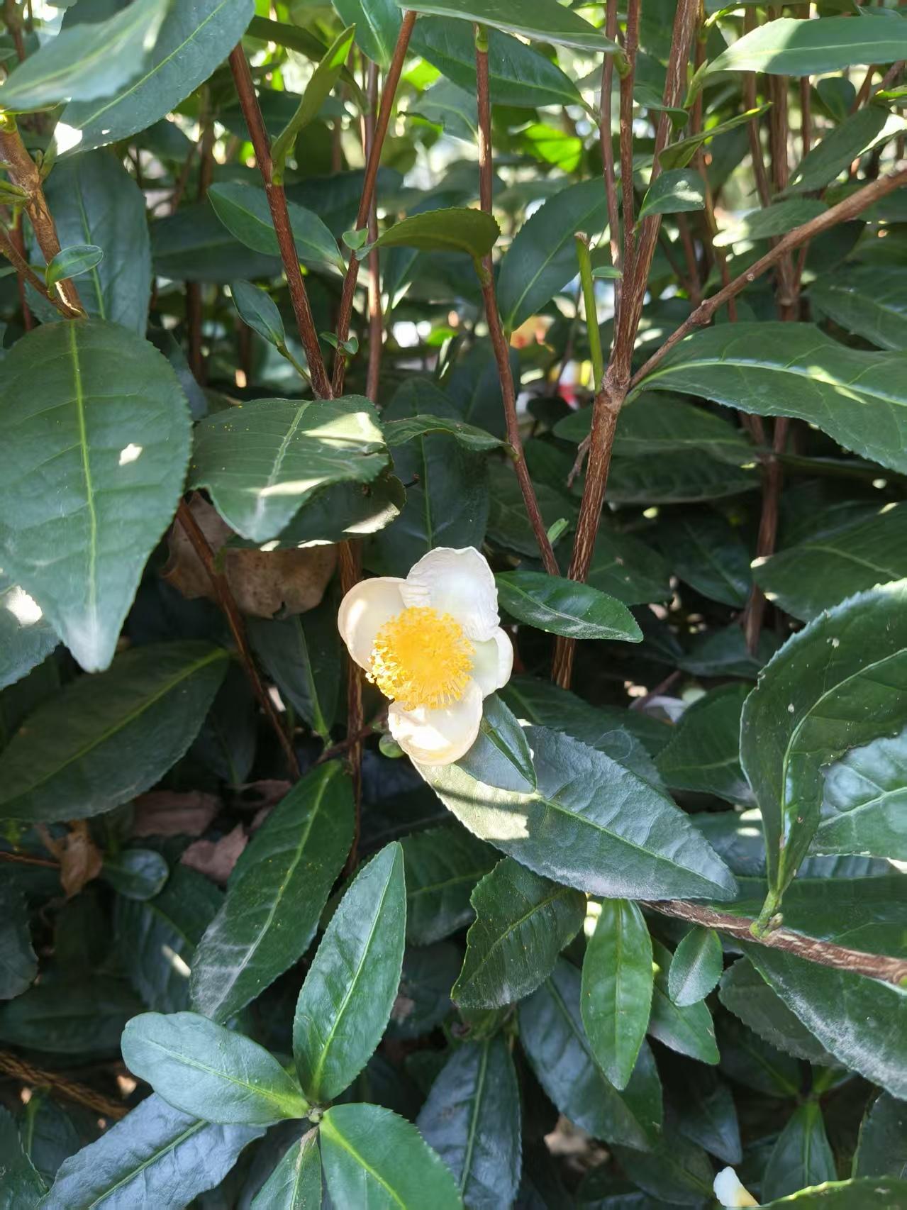 西湖龙井茶树开花了，那黄蕊白瓣的小花，精巧又清香，把茶园点缀得格外好看，引得不少