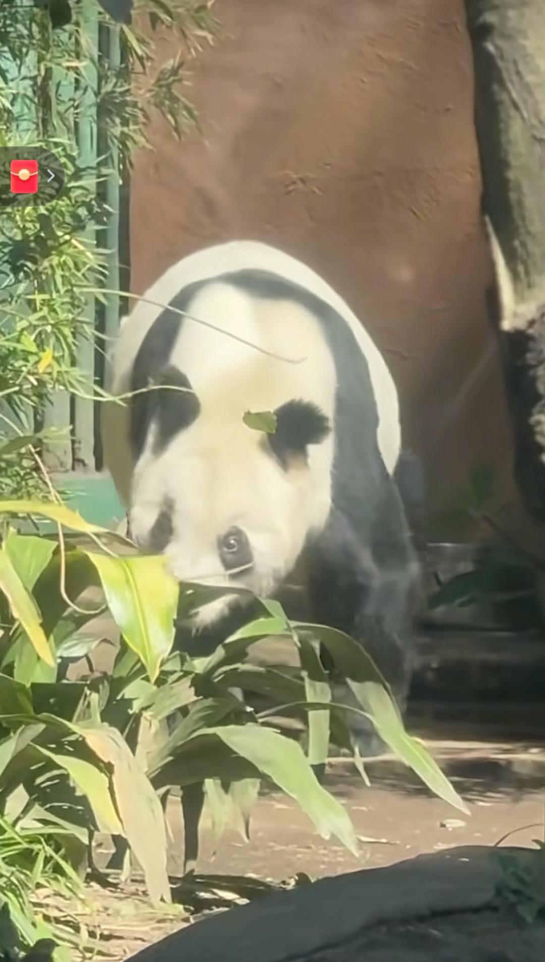 谁懂啊，看到大熊猫欣欣就忍不住心疼，它可是全球唯一没法回到中国的熊猫，这份故