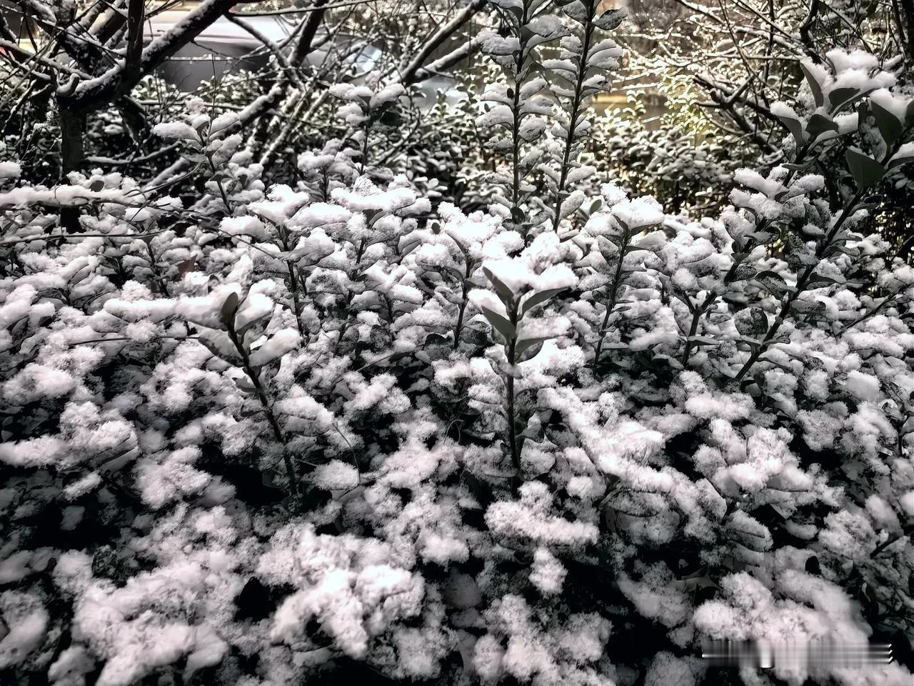 2025年2月21日邢台下雪了，这雪就像大自然的惊喜礼物。邢台的雪总是带着独特的