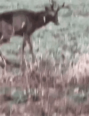 动物的演技也比某些明星强百倍。