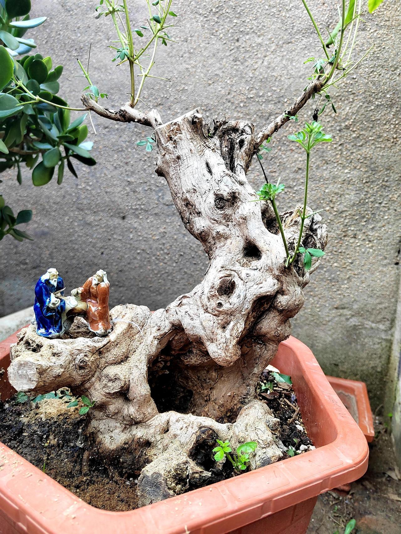 养花花卉植物
