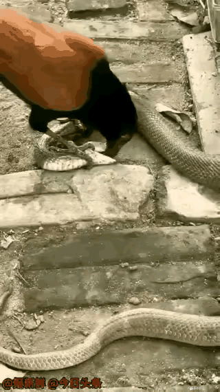 蛇应该是被虐趴了[捂脸哭]眼镜王蛇碰上红毛鸡都要被吃