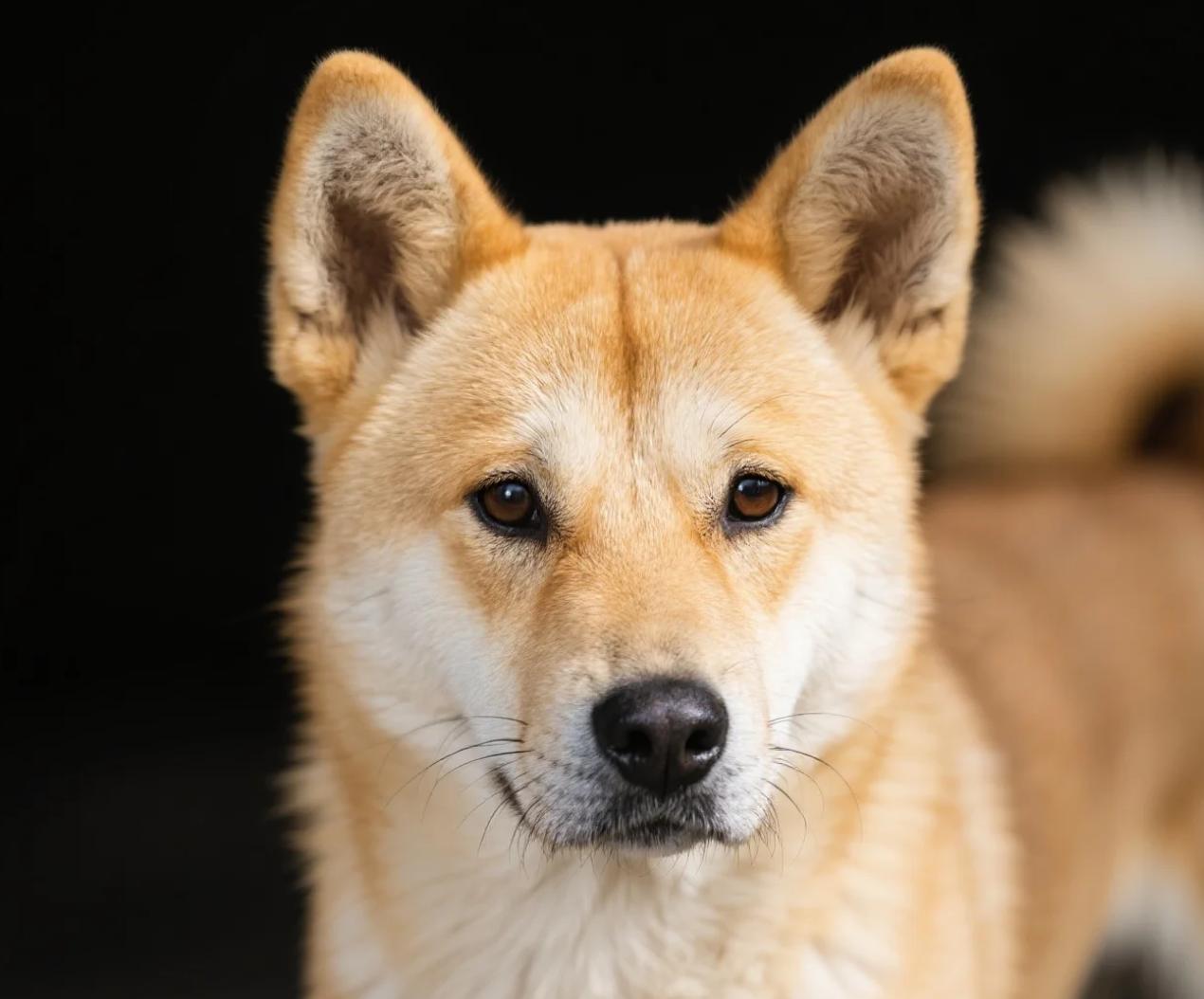 日博主狂贬"中国土狗低贱"：吹捧秋田犬血统高贵，中国狗提鞋都不配！日本宠物博主