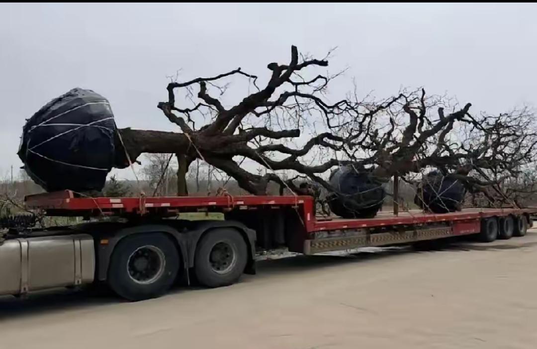 一棵陕西老柿树，树农到手500元，转手进了江苏的别墅区，身价就飙到了十几万。