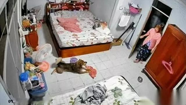 狗狗突然咬主人！女主人打招呼时它还摇尾巴下班回家说句“晚上好”，自家狗狗