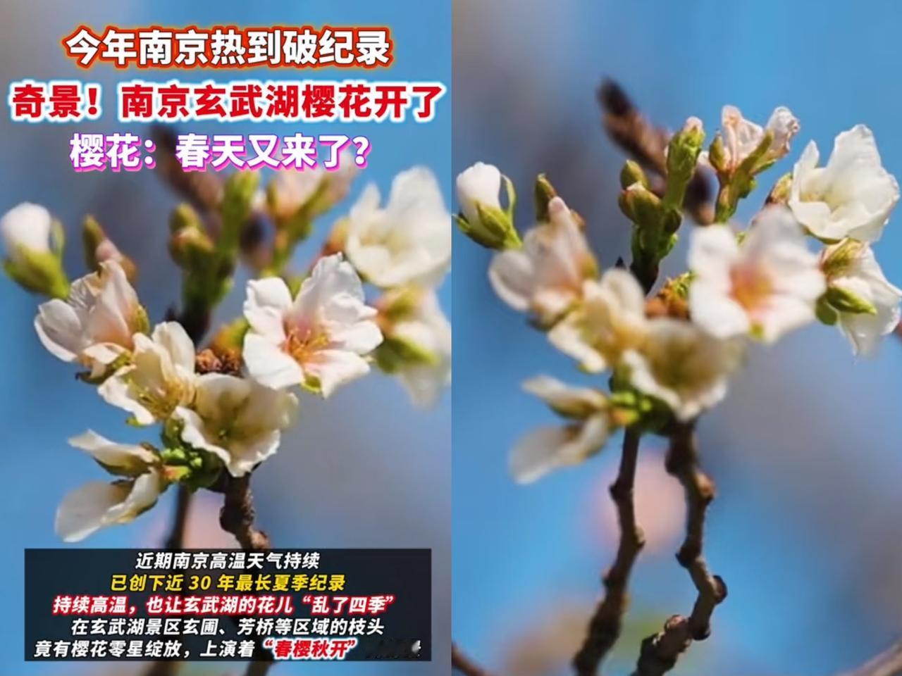 南京玄武湖樱花又热“开”了，被惊艳到啦！南京今年夏天超长待机，都10月了