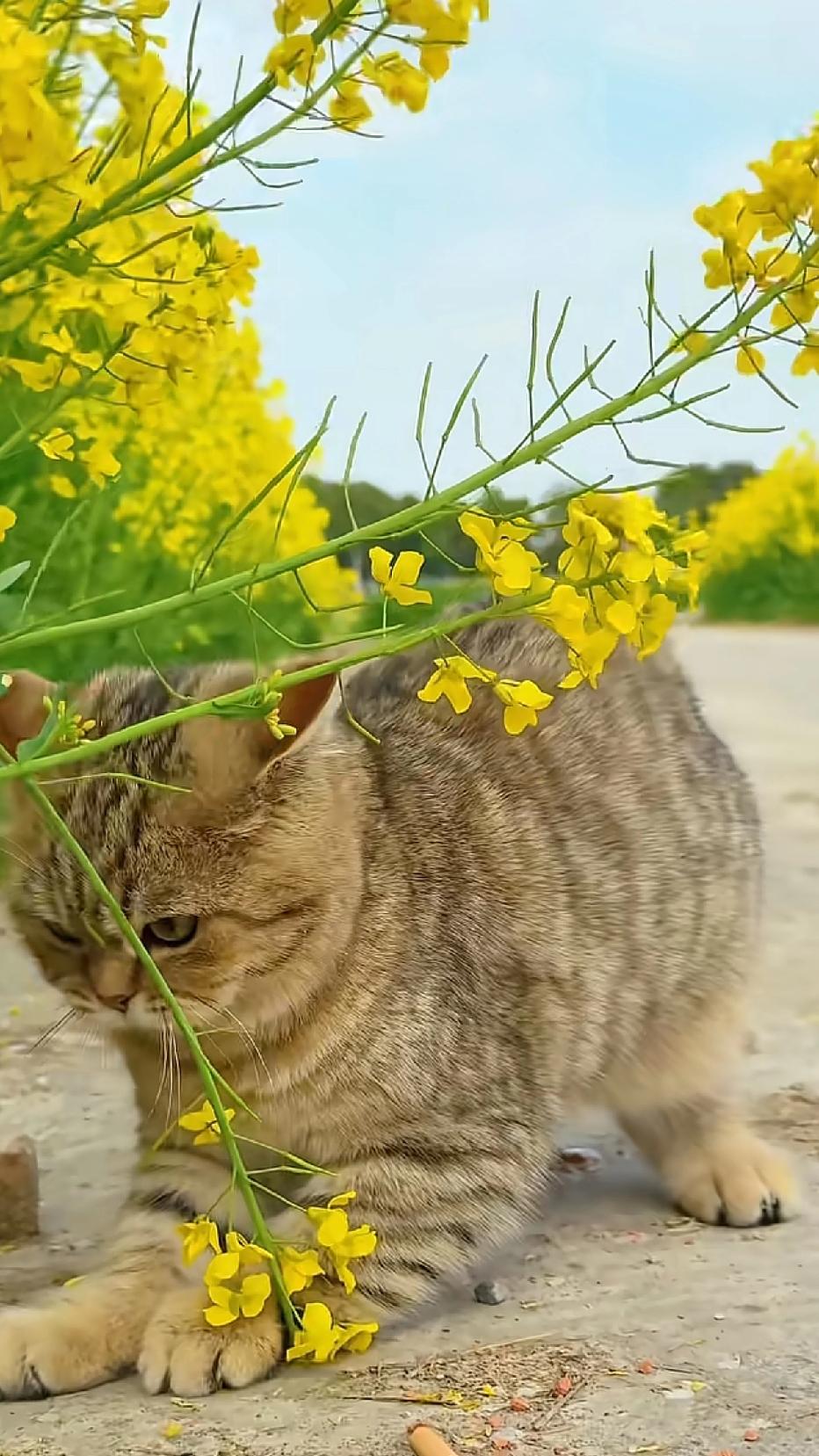 猫，蹑手蹑脚地走进春天。油菜花田，浓郁的香气，袅袅升起。小径被菜花染黄。一只猫