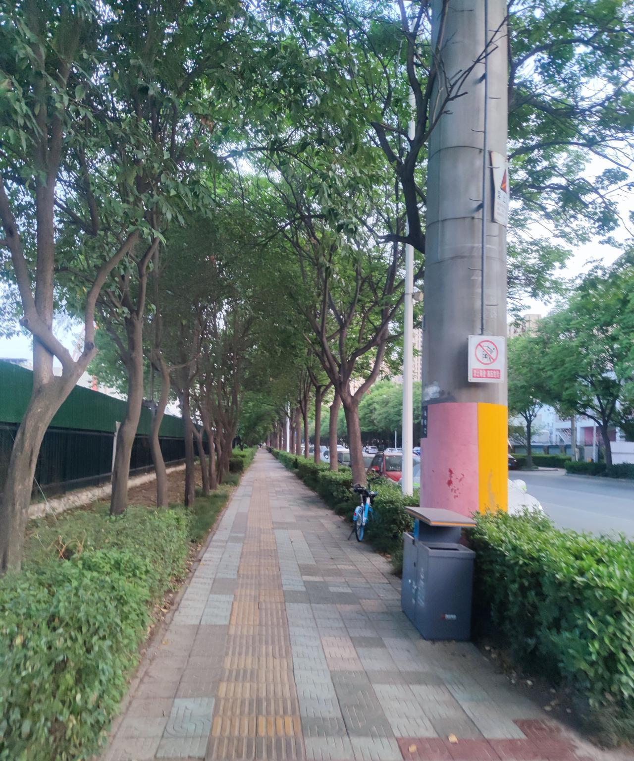 西安的生态正在变得越来越好？春夏之际的西安，大街小巷的人行道上，都是虫子“尿尿”