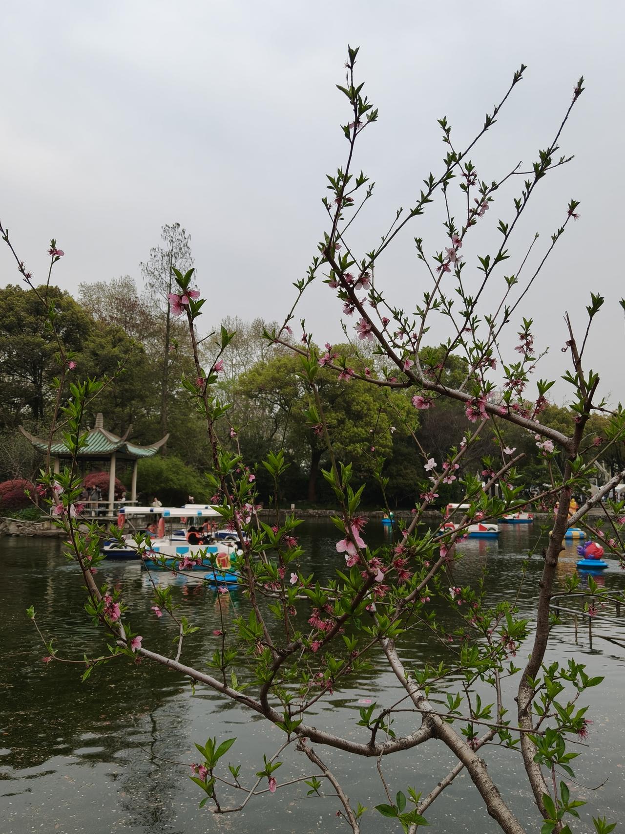 🌸✨春日午后的街角太治愈啦🌿白墙拱门下樱花簌簌🌸杜鹃开得正热烈🌺连