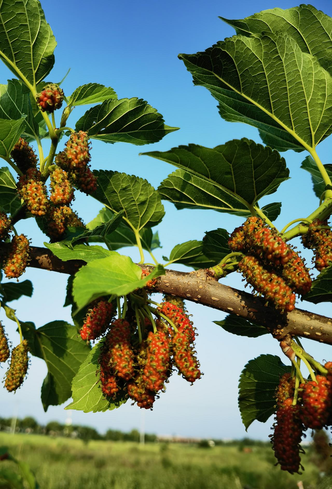 在乡村小路旁，有一棵硕果累累的桑葚树。果实丰满，透着红色，不知道是不是要等它变成