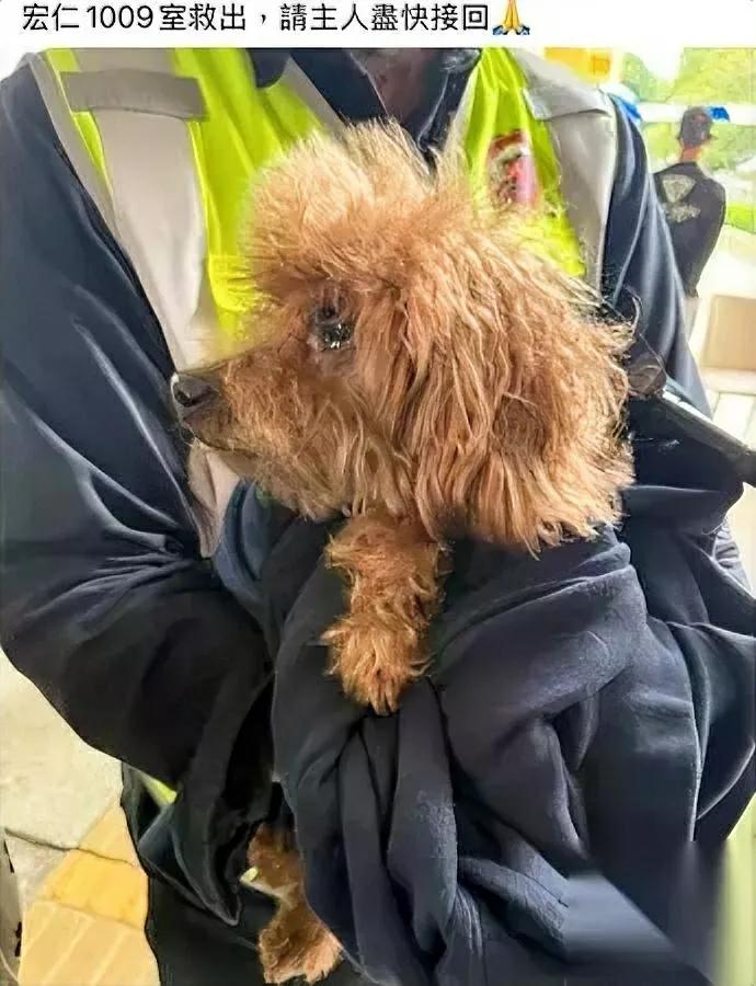 大埔那场火里它缩在角落被抱出来时居然在抖——不是怕火，是在找主人？谁