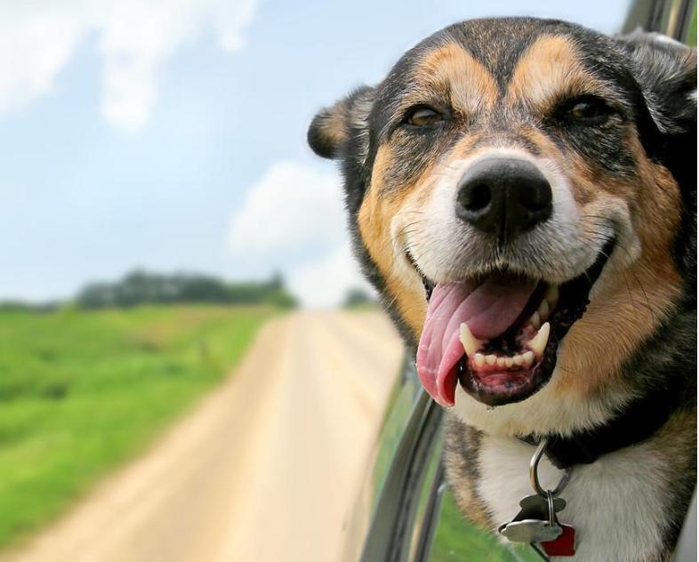 “狗权大过人权？”狗舔孩子被提醒，狗主人怒吼：“注意你家孩子！”🥲[灵