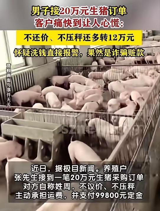 湖北养殖户识破大额购猪异常转账，机智避险洗钱陷阱！“太机智了！”8月6日报