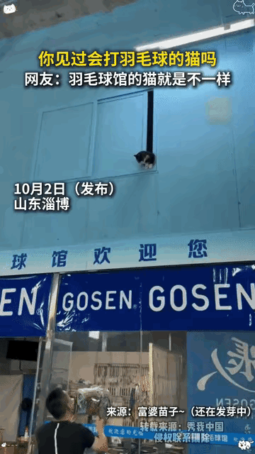 山东淄博这家羽毛球馆里收养了四五只流浪猫，总趴在窗户上盯着人打球。就它最不一