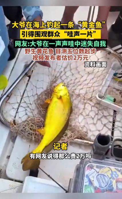 “简直赚翻了!”10月23日,福建,一大爷海钓钓上来一条“黄金鱼”,他笑得合不拢