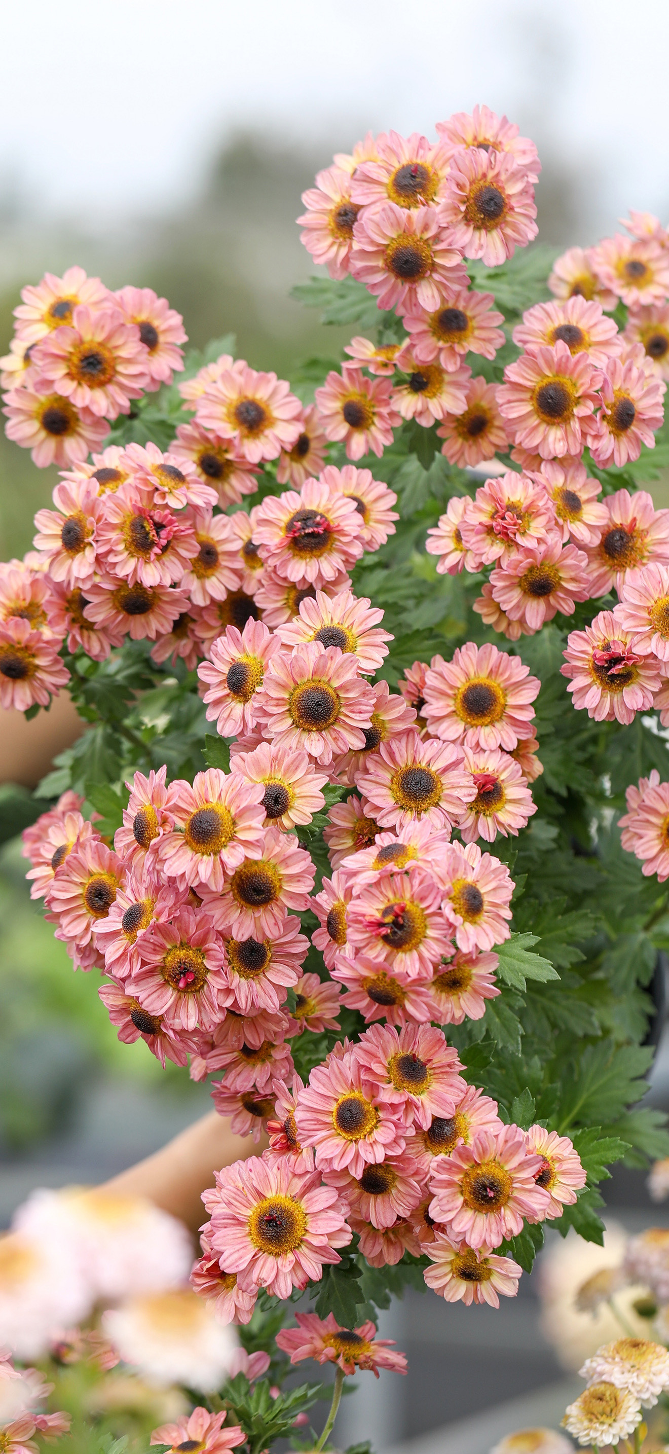 花花世界