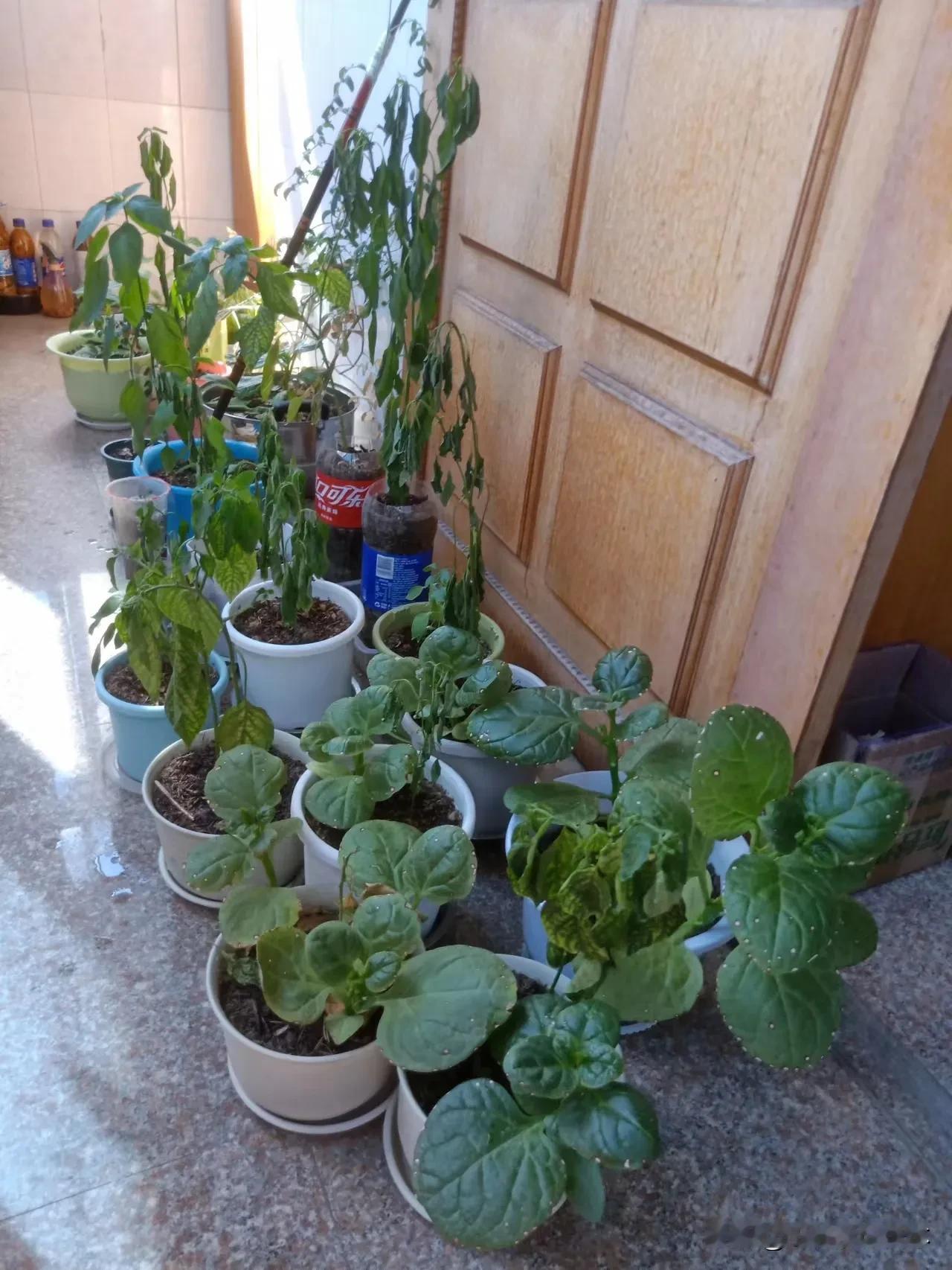 阳台种的辣椒和小番茄一个果子都没结，天天给它们白浇水了……反而在超市买的圣女果