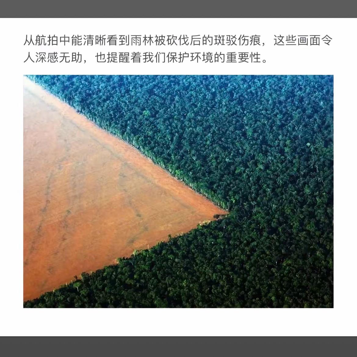 森林被砍后留下的明显痕迹。