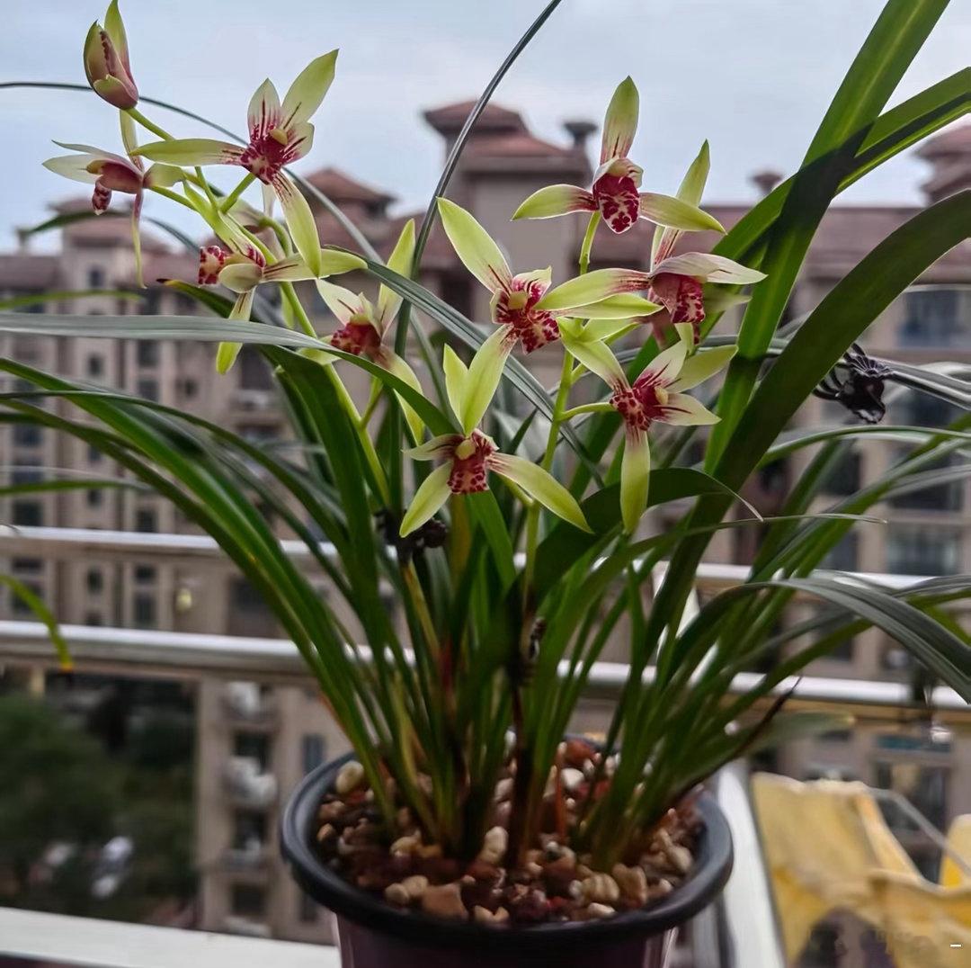 春兰的种植方法1.栽培方式：腐叶土+松树皮+植金石+少量陶粒，微酸疏松排水强；