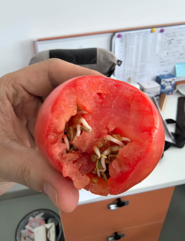 超市里买的西红柿它发芽了