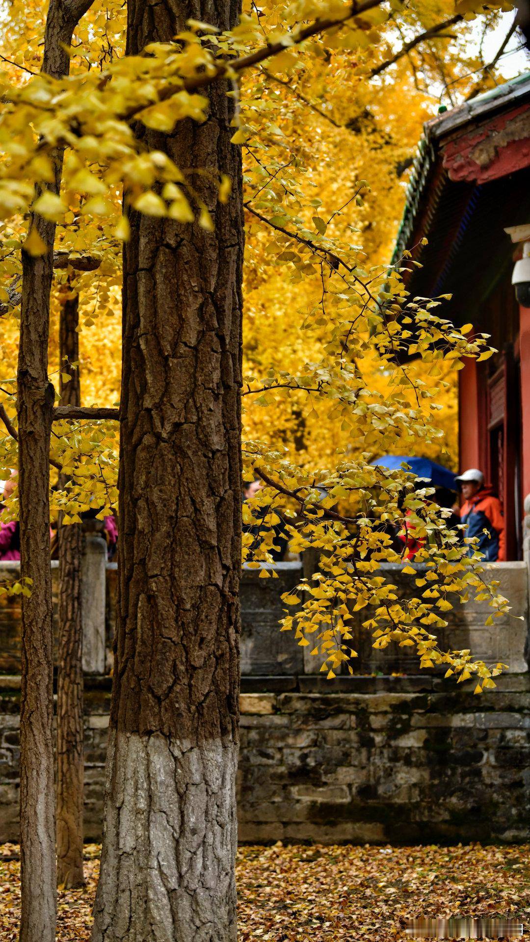 雨中秋色——大觉寺 一起欣赏北京初冬美景摄影​​​