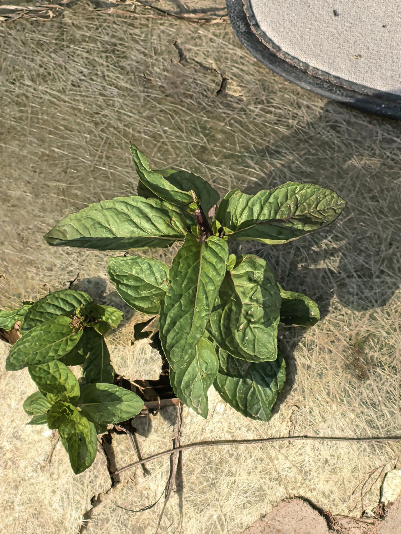 在18线小城的生活，真是惬意，不但生活节奏慢，而且花钱少。早上溜友建议今天别