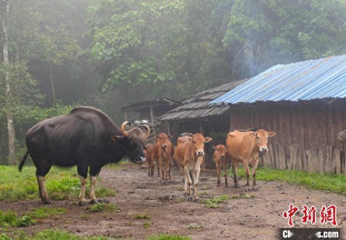 普洱澜沧的村民李小仙，发现放归山林的野牛，竟然又偷偷跑回来了，她哭笑不得地说：“