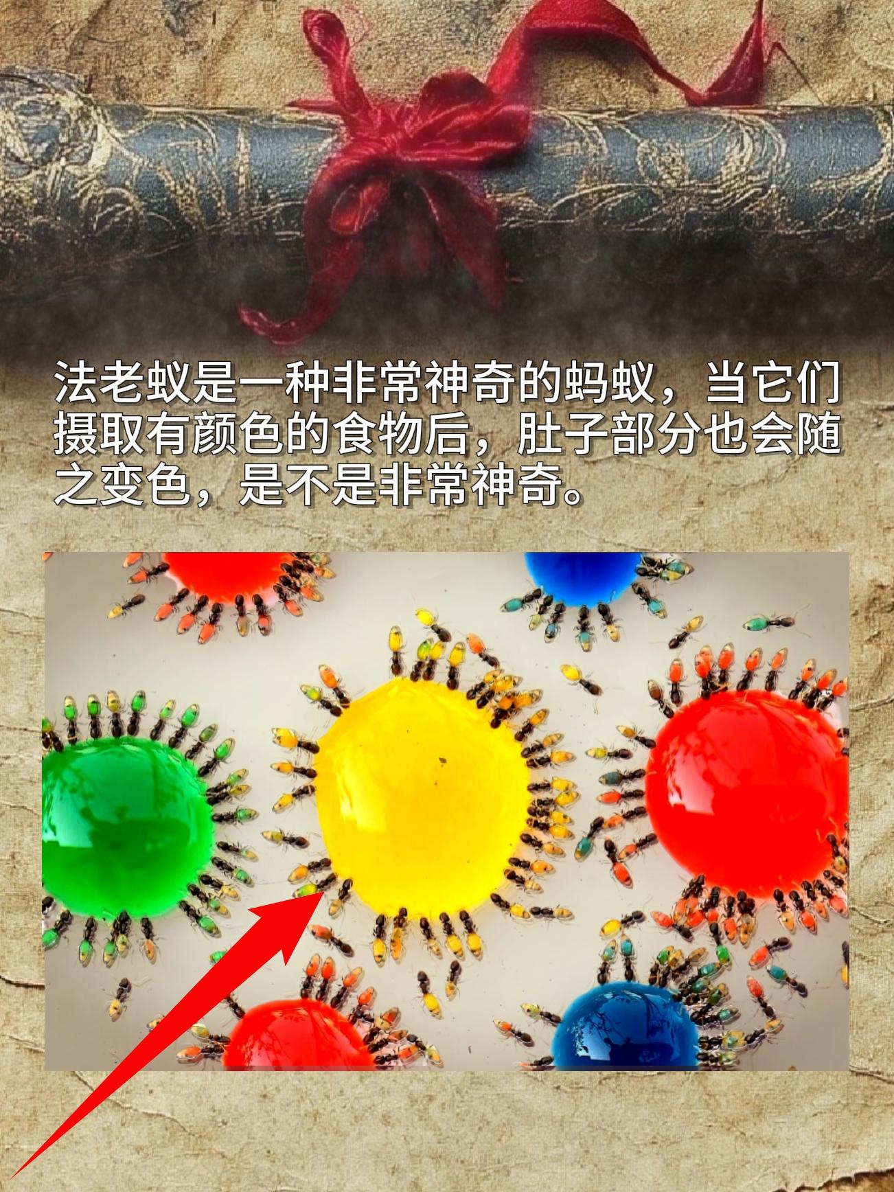 法老蚁是一种非常神奇的蚂蚁，当它们摄取有颜色的食物后，肚子部分也会随之...