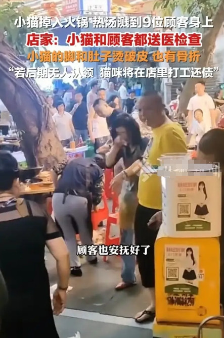 重庆，小猫掉进火锅，溅起来的热汤伤到了九位顾客。店家赶紧将小猫和顾客分别进行救治