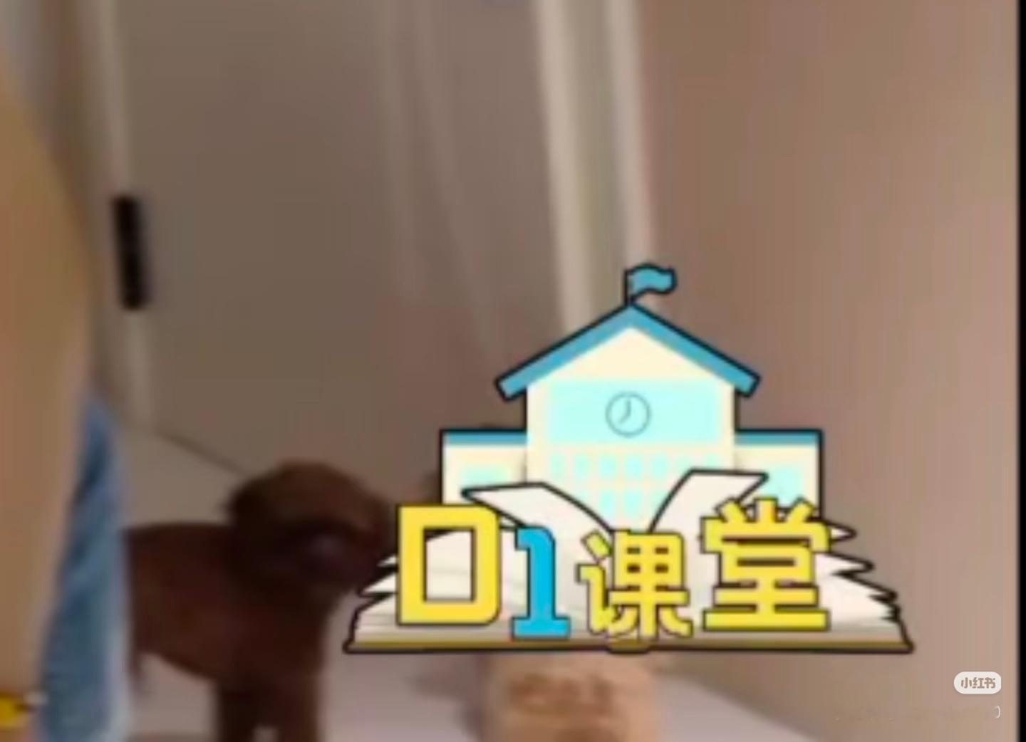 哎呀两只小斗真的一直黏一起