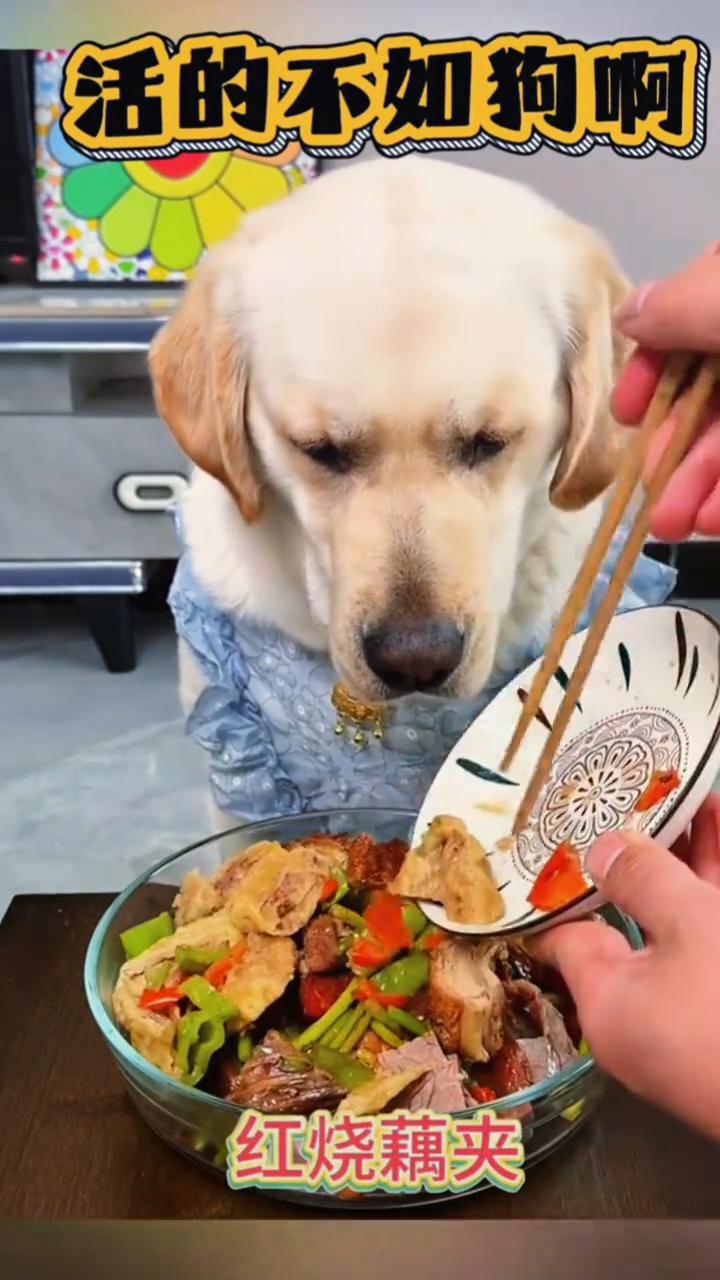 活的不如狗。一碗大米饭、红烧肉、五香牛肉、蒜苔炒腊肠、爆炒鸡块、红烧藕夹、三文