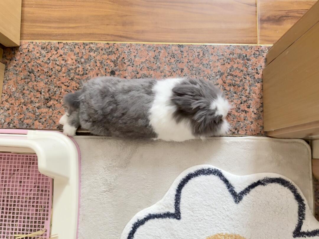 一瓶挡路的罐罐
