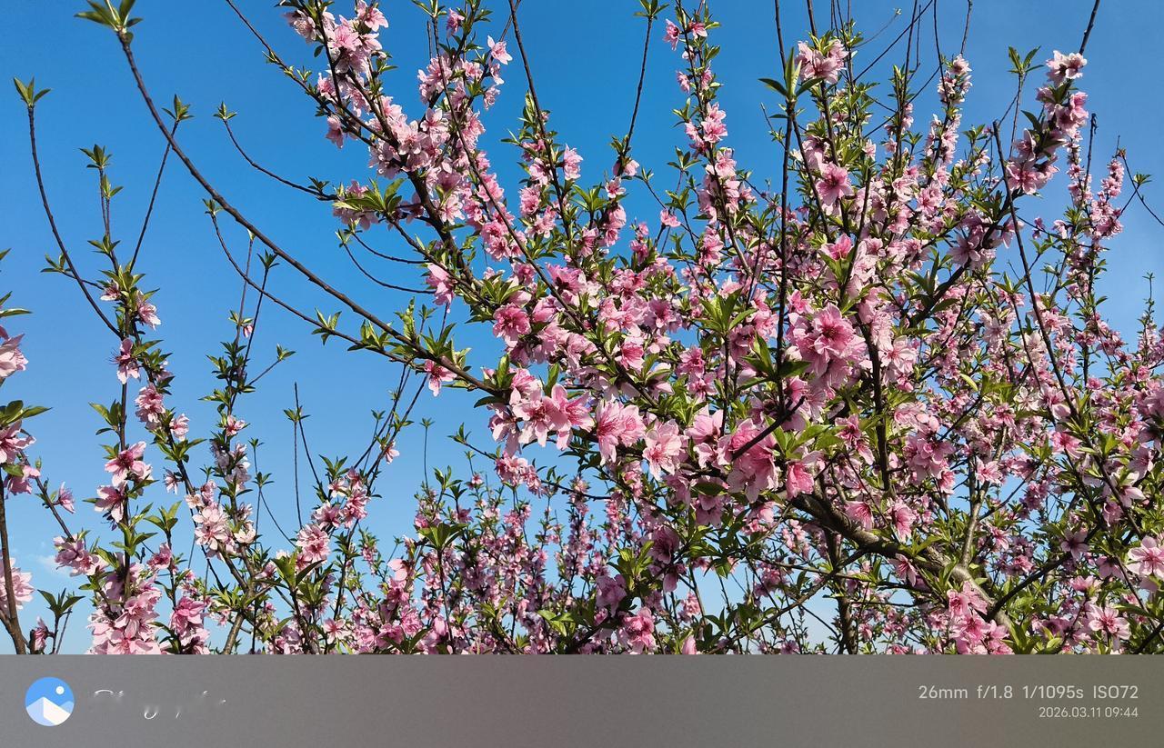 诚实人。中东战争打了快半月，白宫主人昨晚在自家平台上发声：“美国是世界上最大的