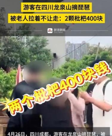 “两颗枇杷400元！”近日，四川龙泉山，几个游客来游玩，看到面前的枇杷，金黄金黄