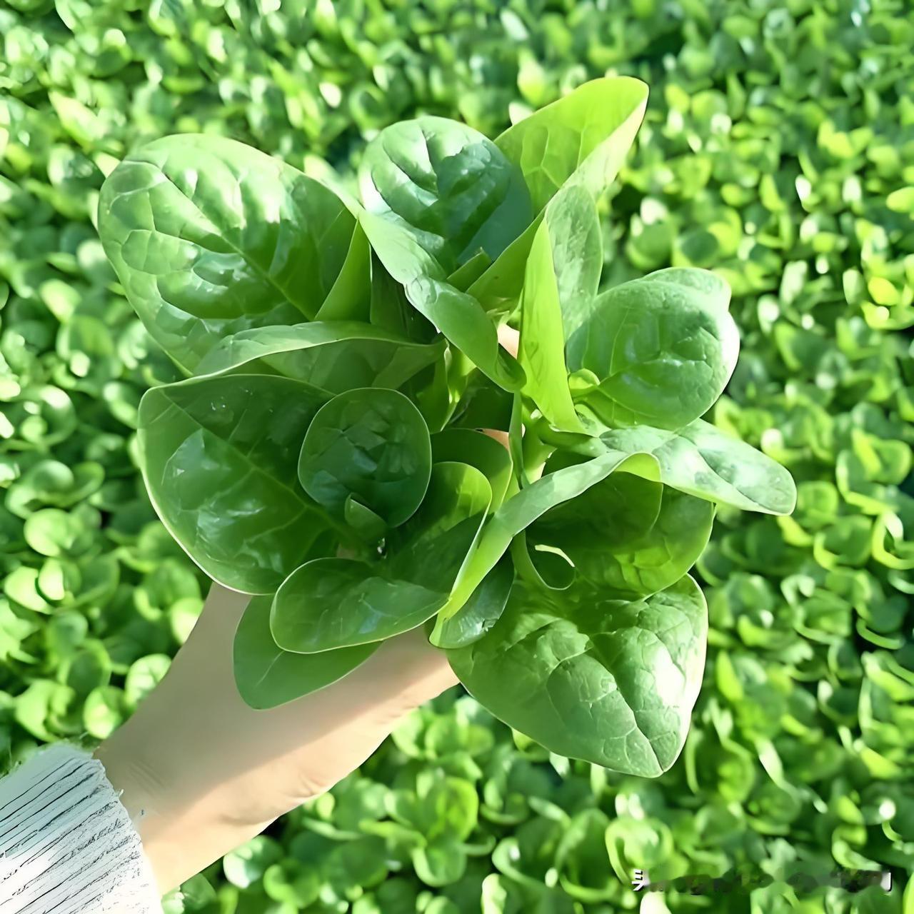 你喜欢吃鼻涕菜吗？知道它的种植吗？大伙嘴里的鼻涕菜，就是咱们常吃的大叶木耳