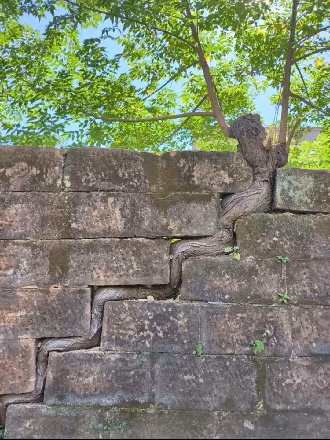 东北的物价为什么比新疆低这么多不少人实地生活过后会发现，同样是北方边疆区域
