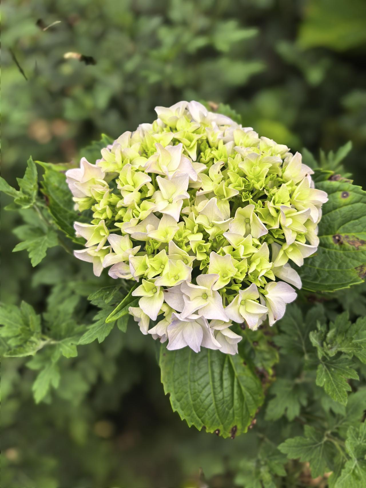 目前市区公园、路边种植的绣球花，均已处于盛开期。据说此花其象征:希望、团聚、美