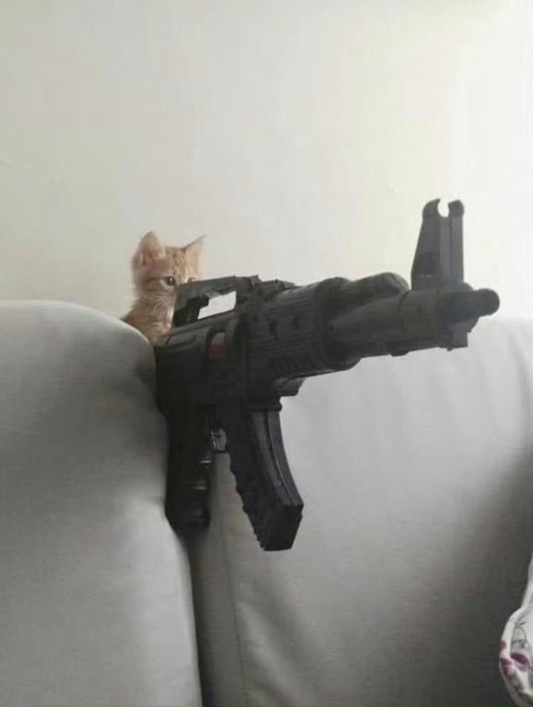 猫咪：快把你收藏的小鱼饼干交出来😾​​​