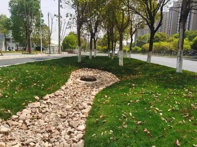 据向阳视频报道：11月20日，山东青岛有网友拍到一女子将路边绿化带花坛内的绿植擅