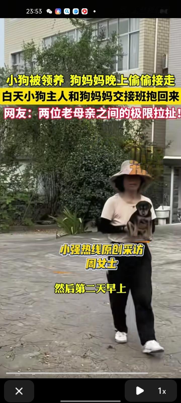 10月10日，浙江杭州。小狗被领养后，狗妈妈晚上偷偷接走。之后，狗主人每天把门打