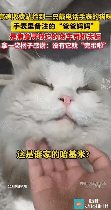 “太有爱了!”一高速收费站的出口匝道，工作人员发现了一只穿戴整齐的猫咪。当她将猫