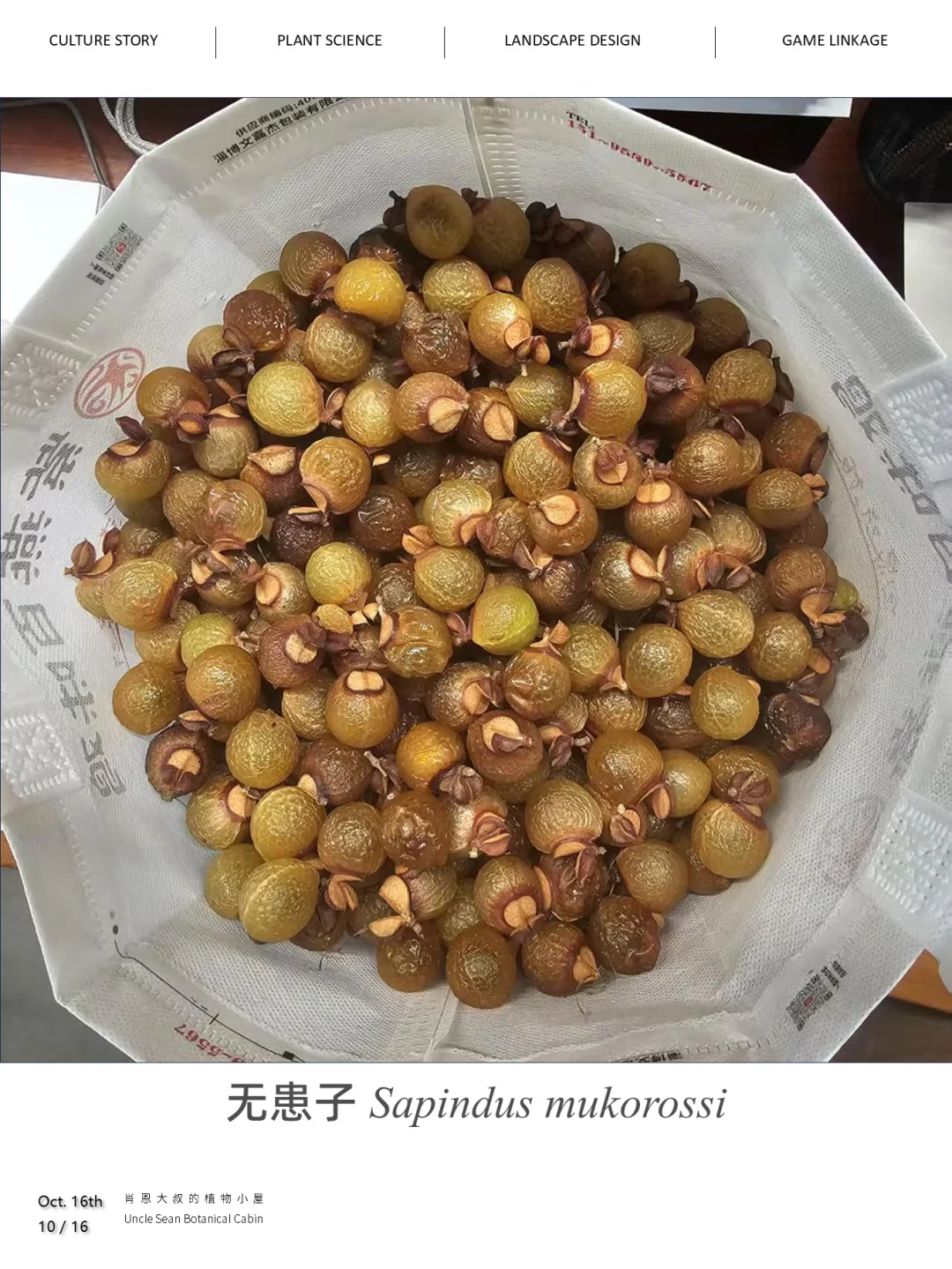 你用过“印度的肥皂”吗？🌰