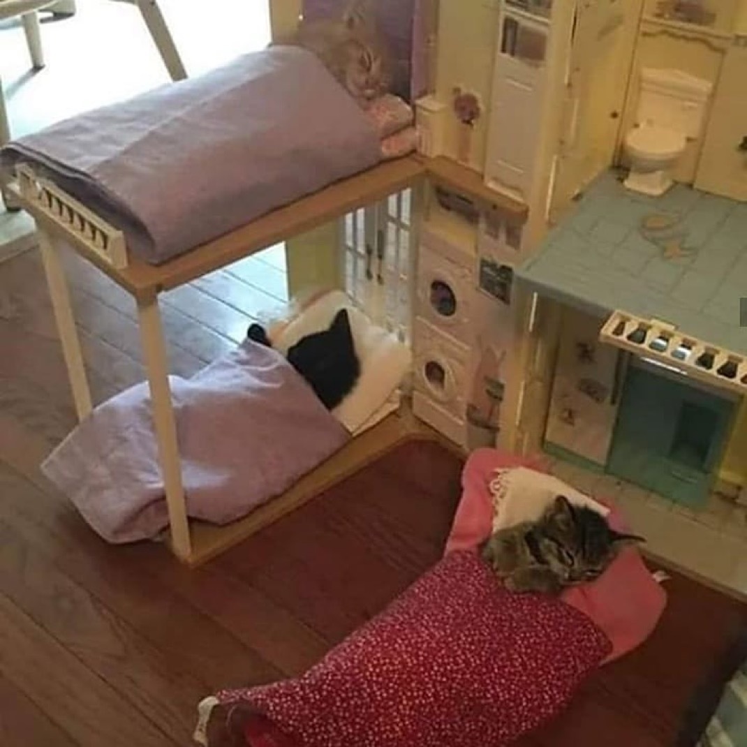 小猫的周末​​​