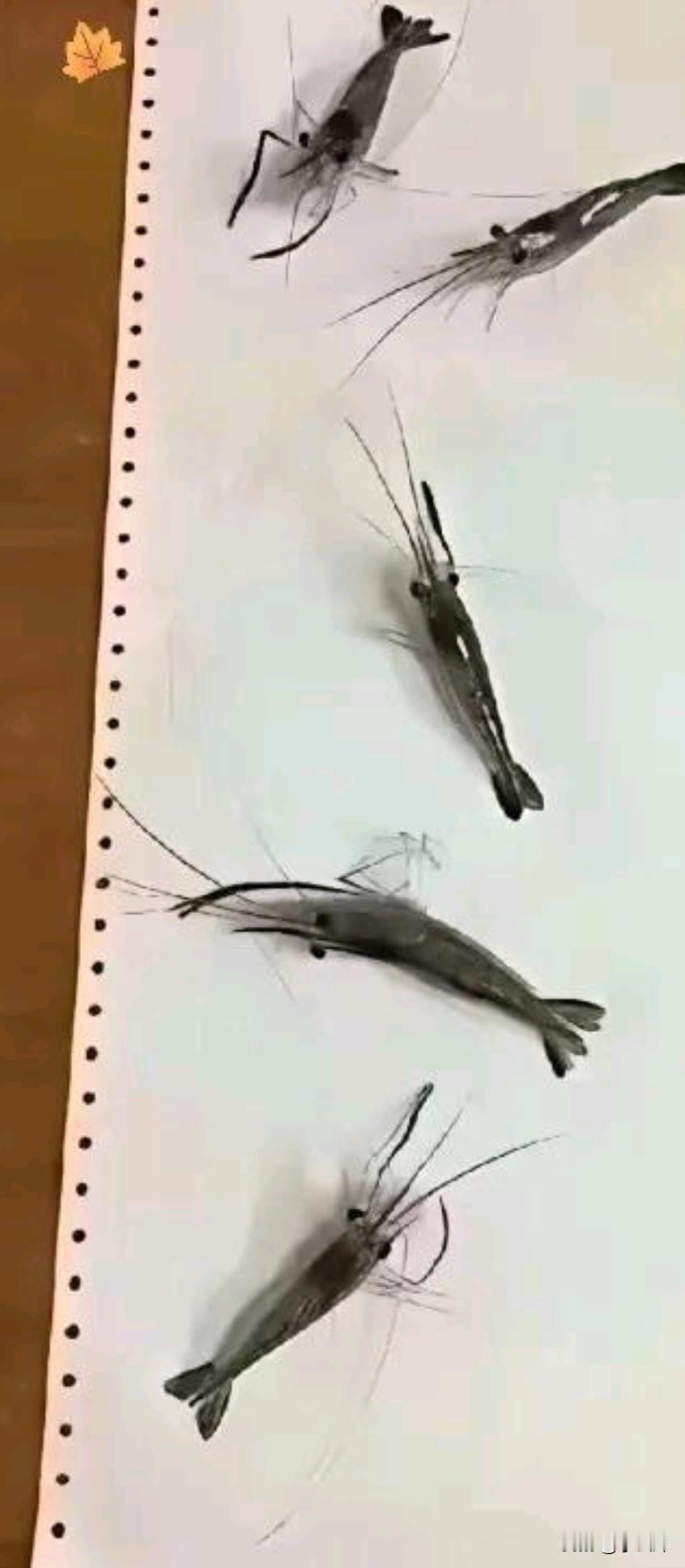 大家帮忙看看这虾画的怎么样？